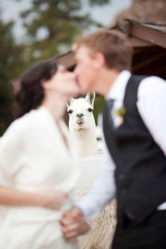 awkward wedding photos lama is on the background of a kissing bride and groom caroline tran