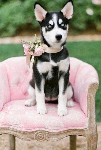 wedding pets black dog onthe pink armchair gownboutiquechs
