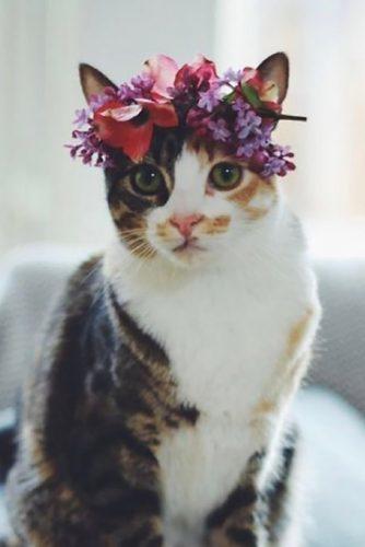 wedding pets cat in flower roseandbrideuk