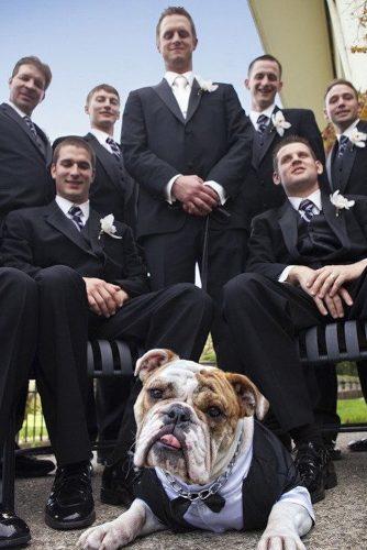 wedding pets funny dog ultbridalevent
