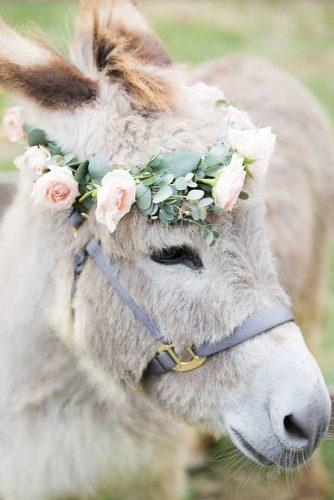 wedding pets tender lama kristinepringlephotographers