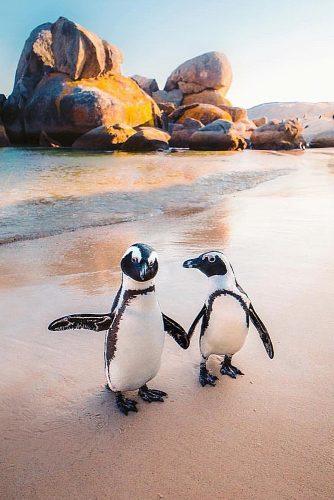 best honeymoon spots penguins beach cape town