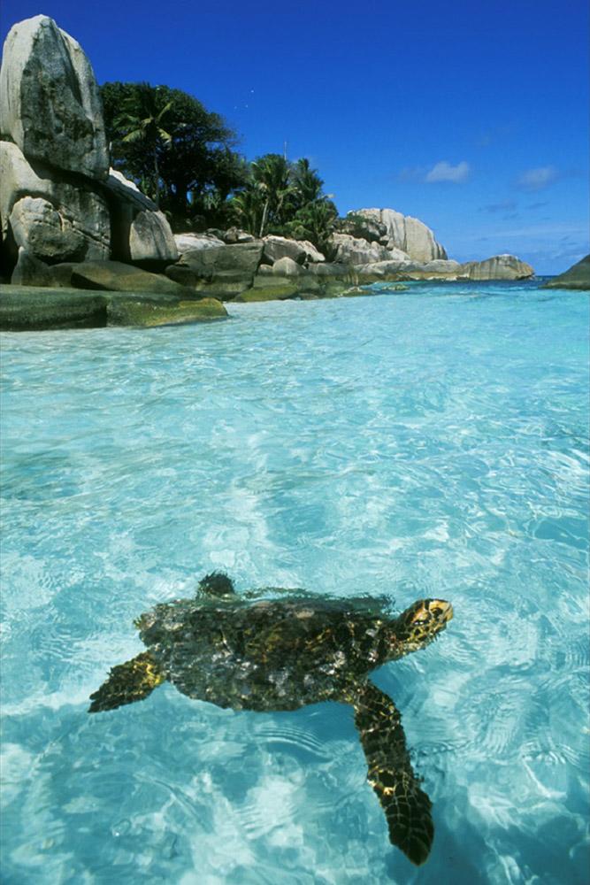 tropical honeymoon destinations costa rica a turtle in the sea michael h via photo net