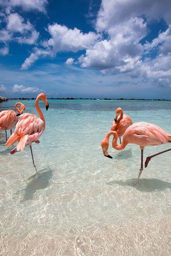 affordable honeymoon packages aruba amazing pink flamingos at the beach