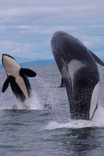 affordable honeymoon packages san juan islands washington orcas in the ocean