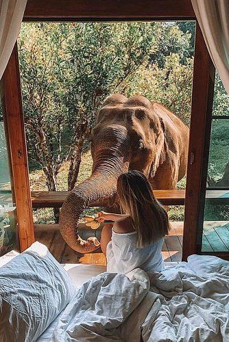 affordable honeymoon packages thailand girl feeding elephant from hotel room