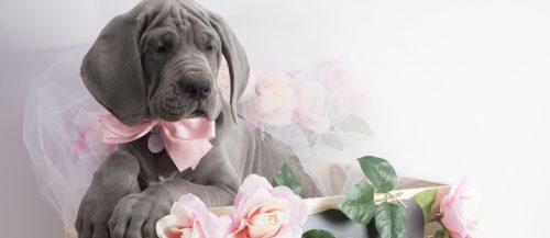 36 Gorgeous Photo Ideas Of Wedding Pets For Your Album