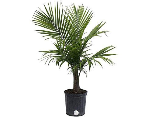 anniversary gifts by year palm tree