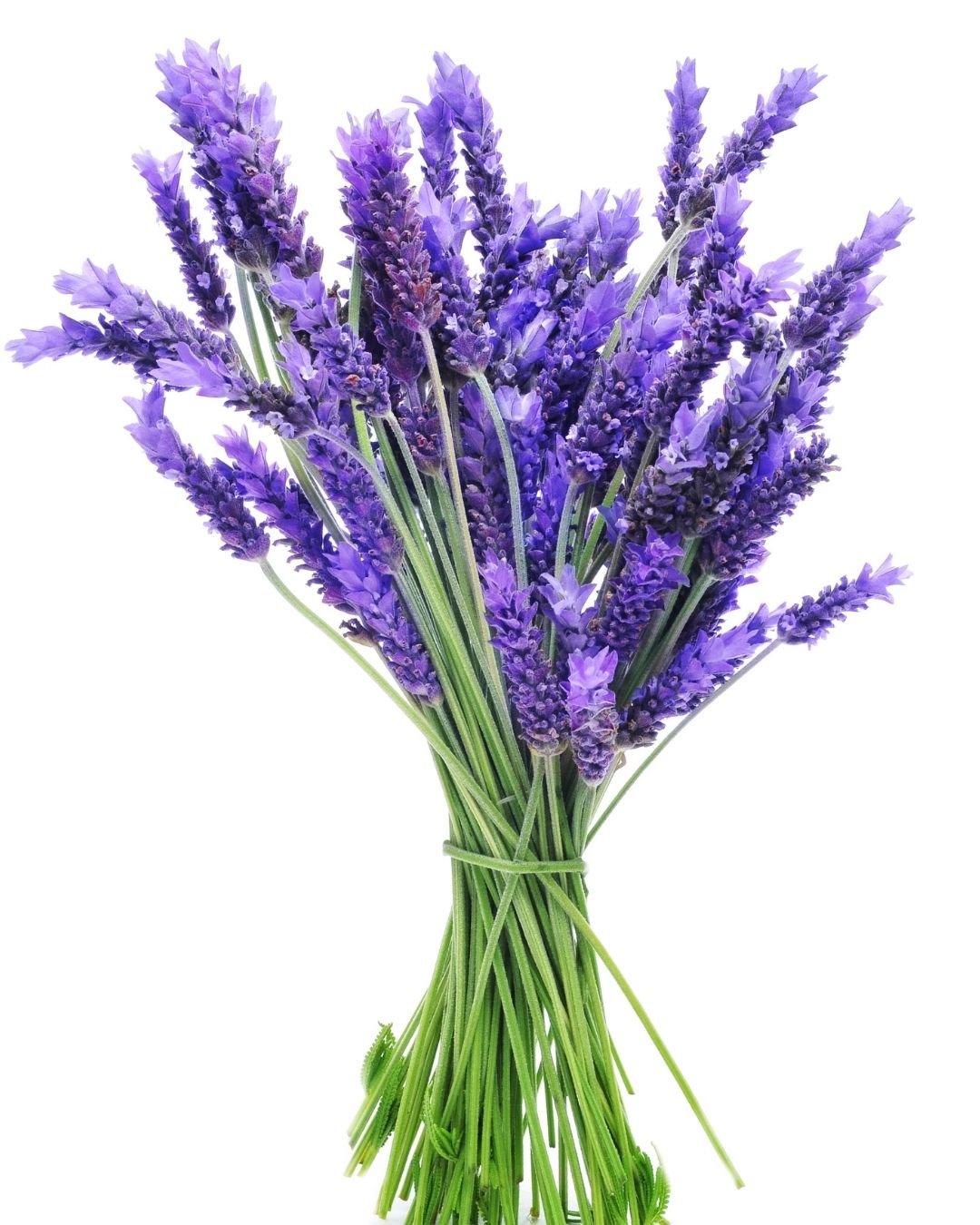 how to preserve wedding bouquet lavender bouquets2