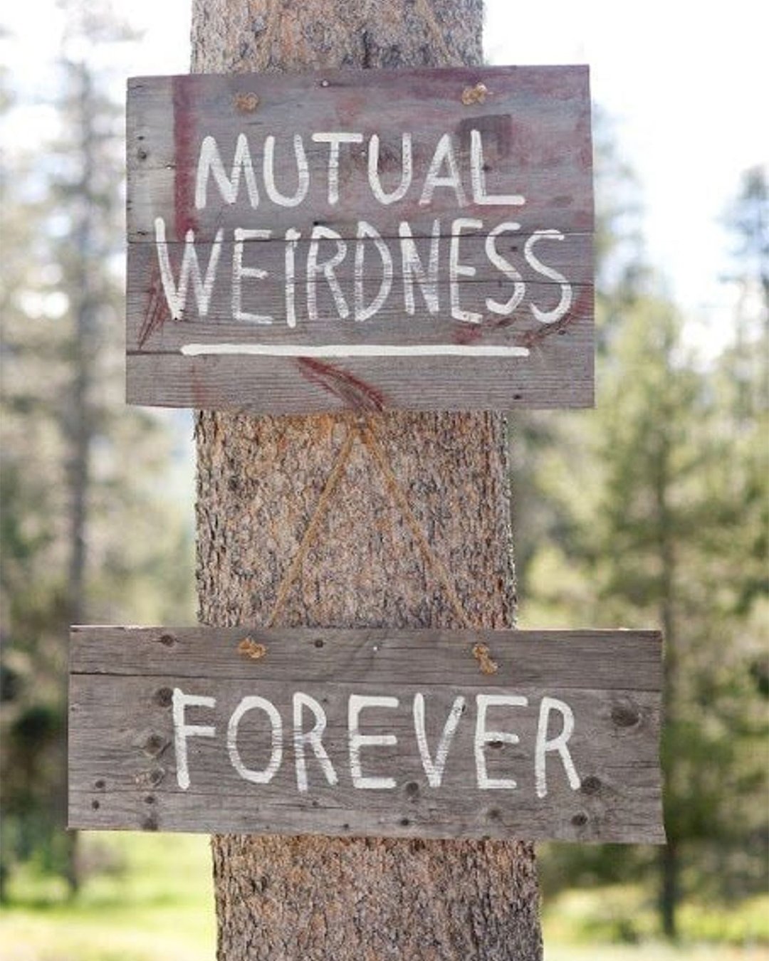 hilarious clever wedding photos sign on the tree larissa cleveland