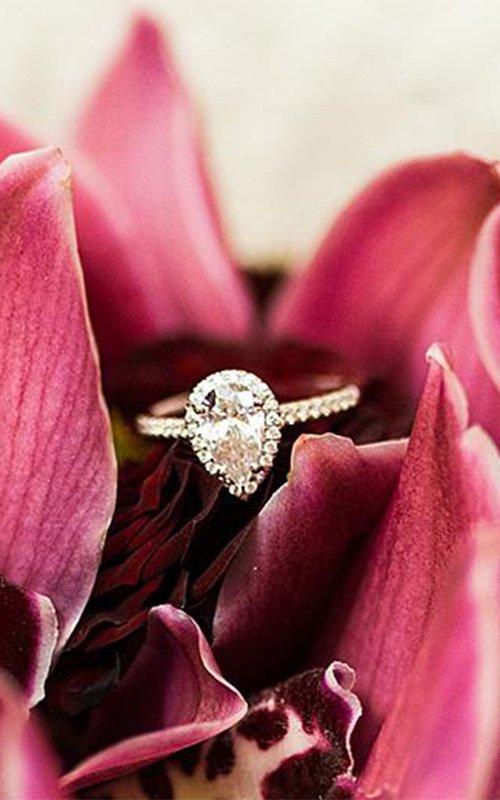 Golden wedding rings and two roses in soft tones on white background Stock  Photo | Adobe Stock