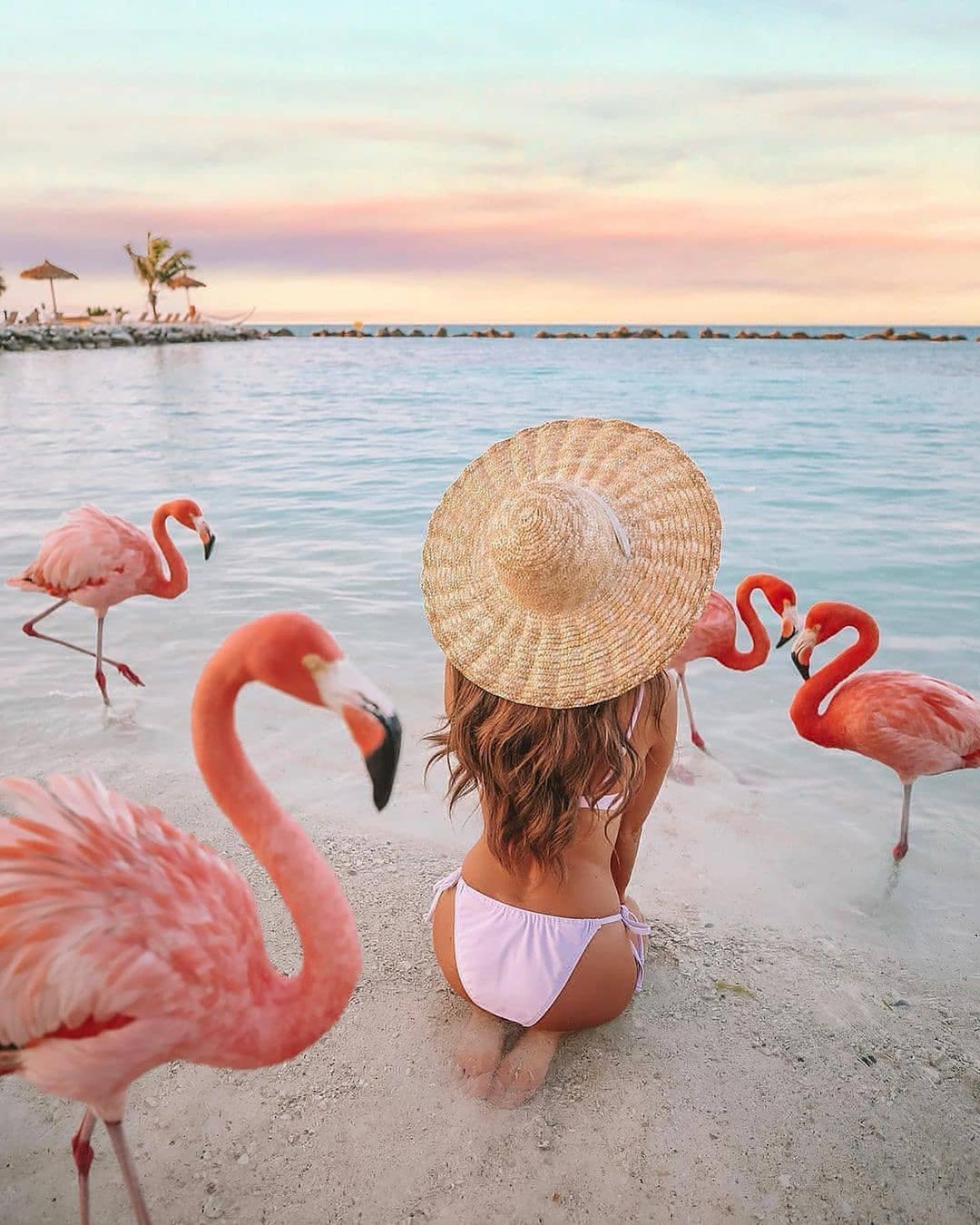 affordable honeymoon packages aruba with pink flamingos cmcoving