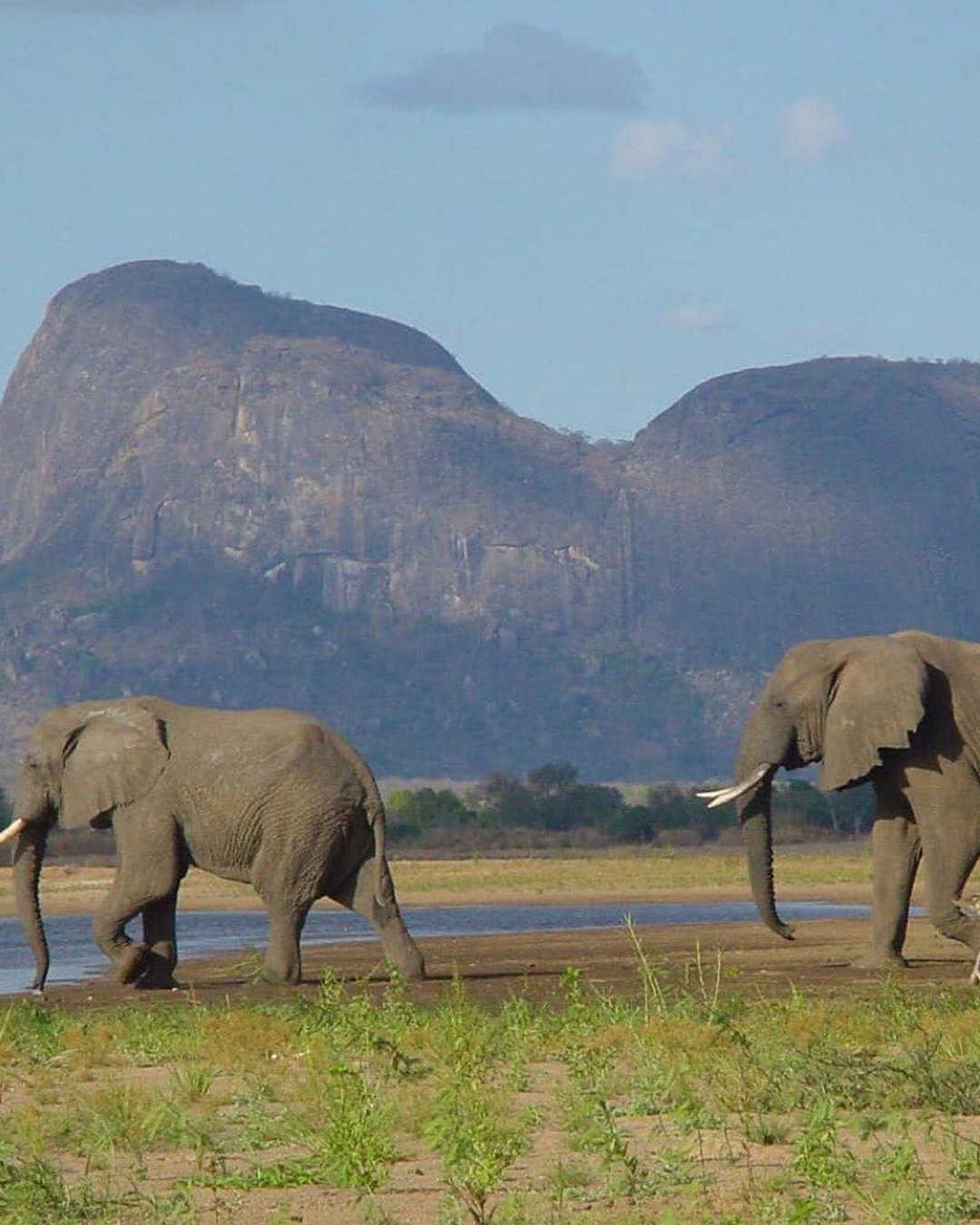 best honeymoon destinations animals elephant mozambiquelove