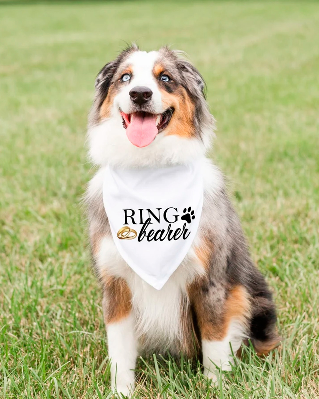 ring bearer pet gift